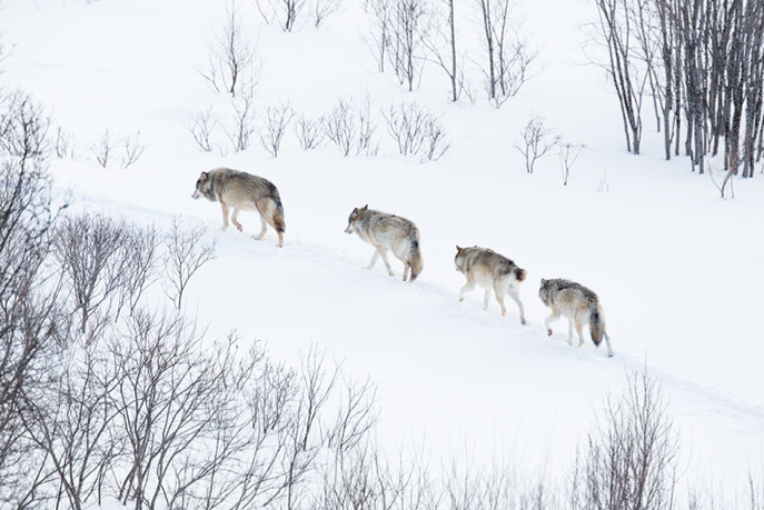 illustration pour la question