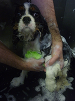 Formation Le Temps du Bain