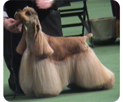 Formation Le Cocker Américain