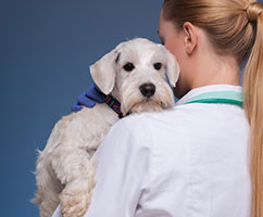 Formation Auxiliaire de Bien-Être Animal