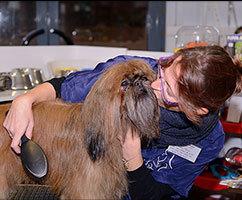 Formation Toiletteur Confirmé