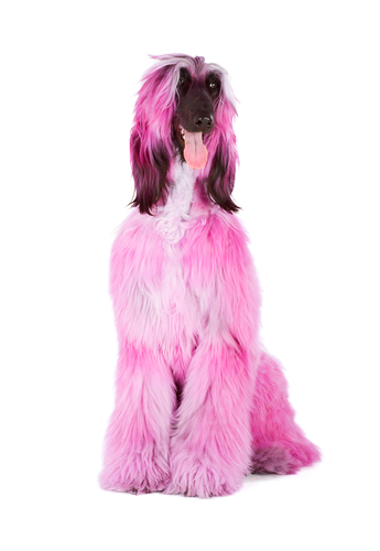 chien teint en rose