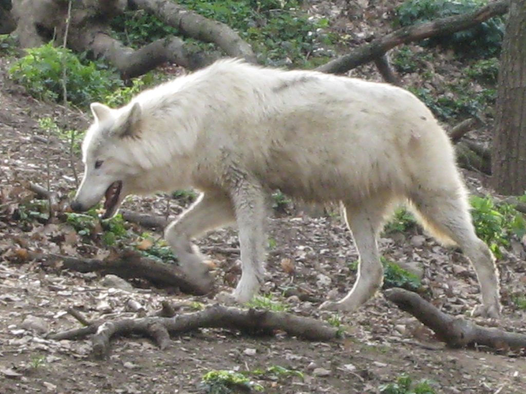 Origines du chien : à quoi servent les loups ? 