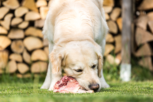 chien dévorant un morceau de viande