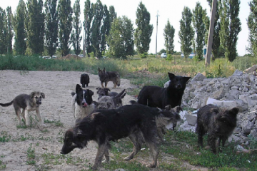 Free ranging dogs (Russie, Wikipedia)