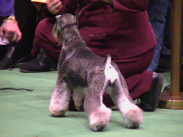 Epilation du chien : arrière-main d'un schnauzer